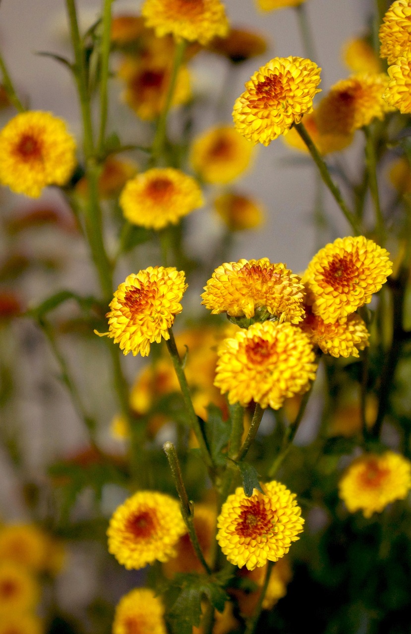 Bi Sisters | El Burger De Aquí