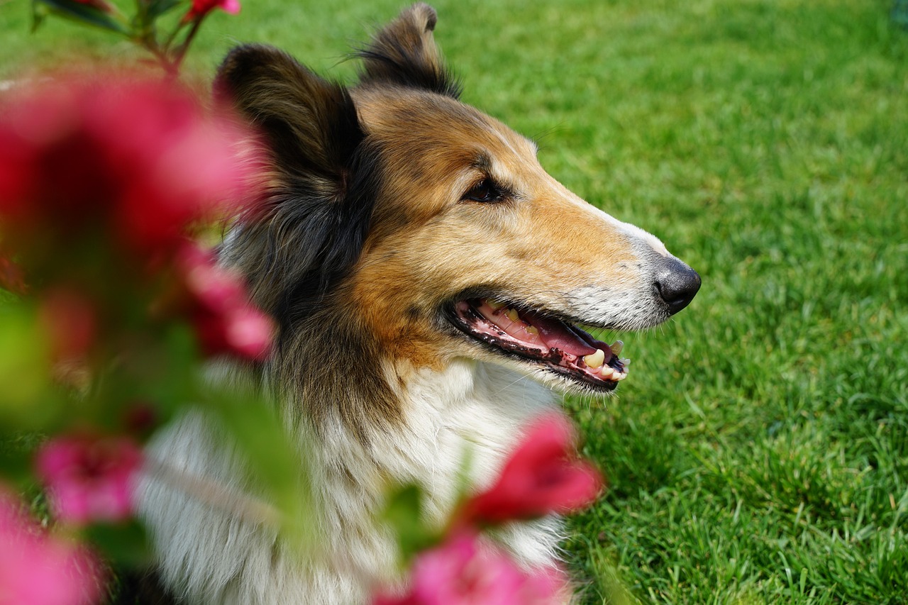 TGB - The Good Burguer